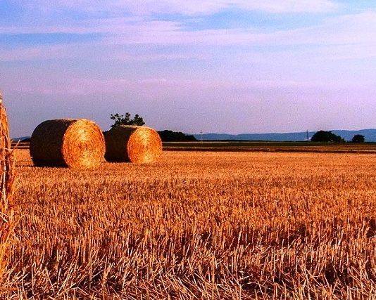 Agricoltura Calabria Catanzaro