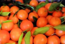 Clementine IGP Calabria