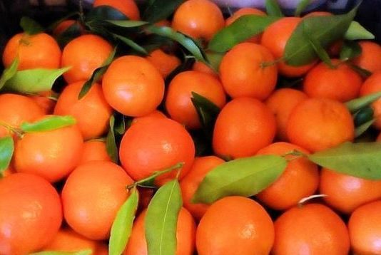 Clementine IGP Calabria