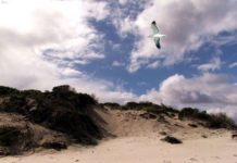 dune Giovino, Catanzaro Lido (fonte Fame di Sud)