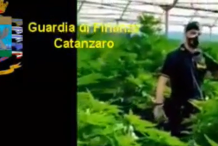 Piantagione Marijuana, Guardia di Finanza Catanzaro