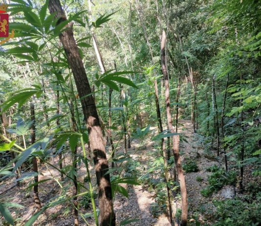 Mongiana (VV) sequestro piantagione marijuana