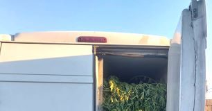 Rosarno, trasporto marijuana