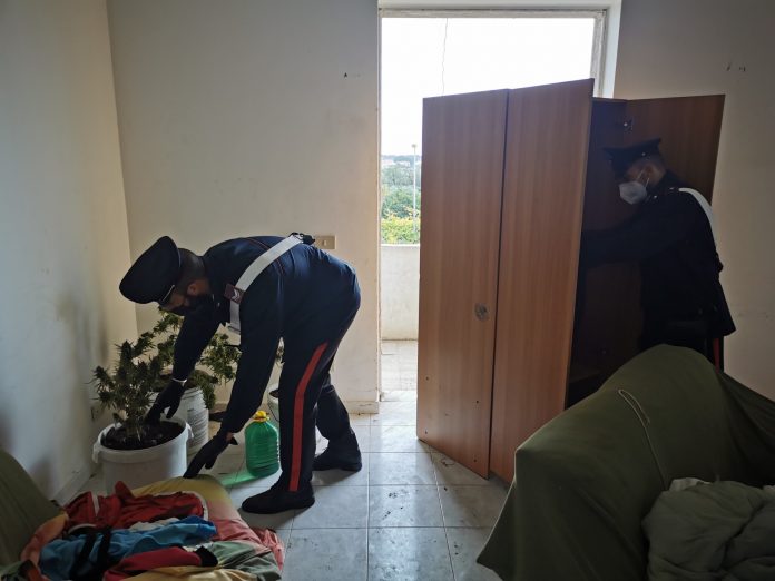 Sellia Marina, fabbricato con piantagione di marijuana, denuncia Carabinieri Catanzaro