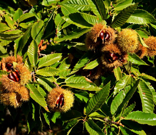 castagne