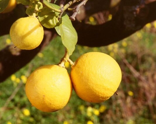 Il Bergamotto di Reggio Calabria