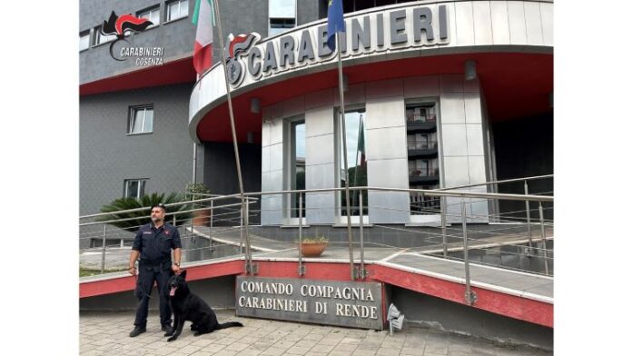 Carabinieri di Rende ,panettiere arrestato con droga nascosta nel magazzino