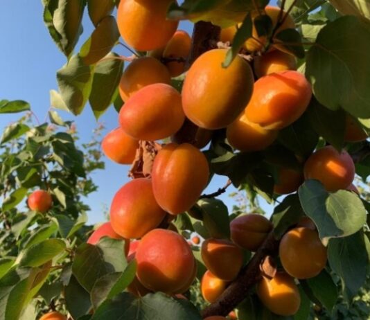 Albicocche, frutta estiva in Calabria