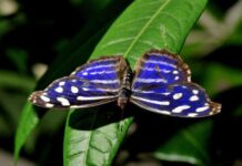 Scoperta specie rare di farfalle in Calabria