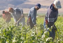 Divieto di lavoro agricolo nelle ore più calde