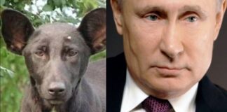 Putin somiglianza con un cane