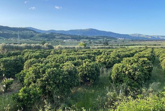 agrumenti calabria