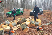 carabinieri, furto legna Petronà