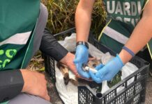 cucciolo di capriolo soccorso