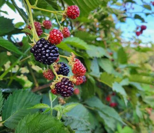 frutti di bosco, more