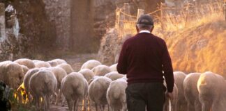 Il pastore di Santa Severina: una vita tra le colline crotonesi