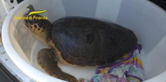 tartaruga caretta caretta salvata