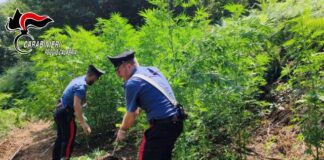 piante di marijuana sequestrate