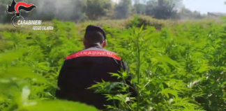 piantagioni di marijuana scoperte