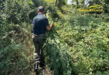 piantagione di cannabis sequestrata