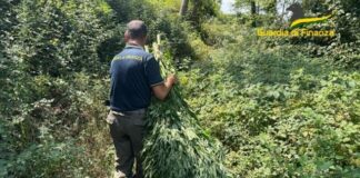 piantagione di cannabis sequestrata