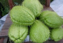 Chayote