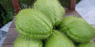 Chayote