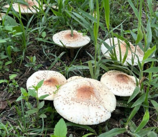 fungo Chlorophyllum Molybdites