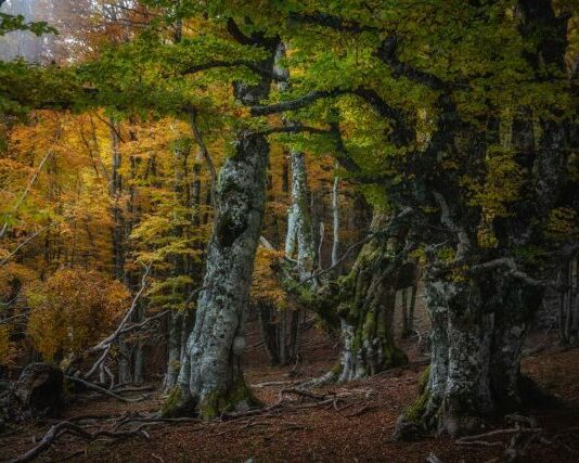 le faggete del pollino