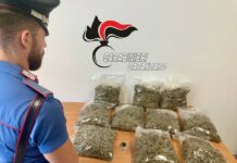 marijuana, carabinieri catanzaro