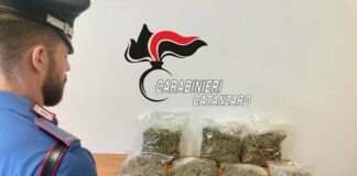 marijuana, carabinieri catanzaro