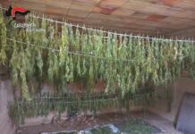 cannabis scoperta a reggio calabria