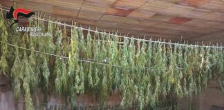 cannabis scoperta a reggio calabria