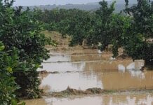 maltempo nel lametino, danni all'agricoltura