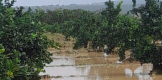 maltempo nel lametino, danni all'agricoltura