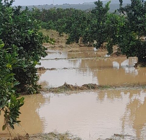 maltempo nel lametino, danni all'agricoltura