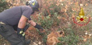 cane salvato dai vigili del fuoco