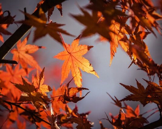 Autunno, novembre