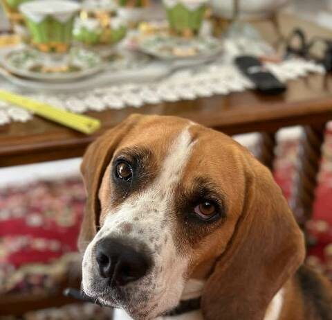 Cane Pongo scomparso, chi l'ha visto?