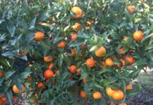 frutteti in calabria, clementine