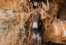 Epifania in Calabria: la notte in cui gli animali parlano