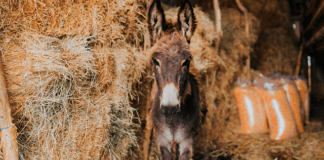 Epifania in Calabria: la notte in cui gli animali parlano