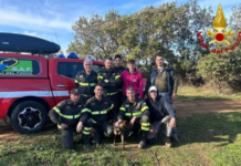 cucciolo di segugio salvato dai Vigili del Fuoco