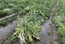 danni all'agricoltura in calabria