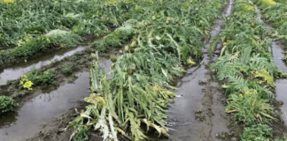 danni all'agricoltura in calabria