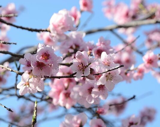 Fiori di pesco